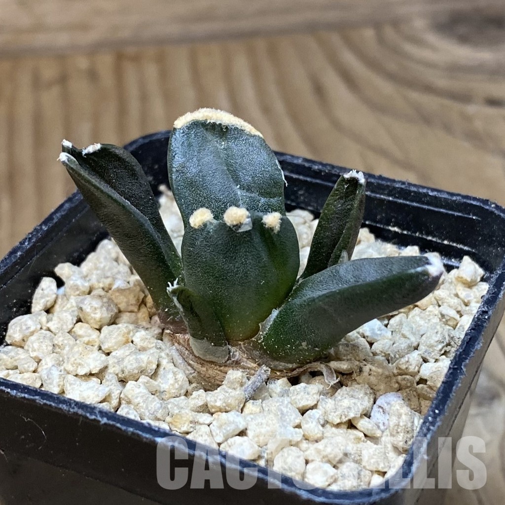 SH30143 Ariocarpus retusus ‘Three Finger’, own roots seedling - Image 2