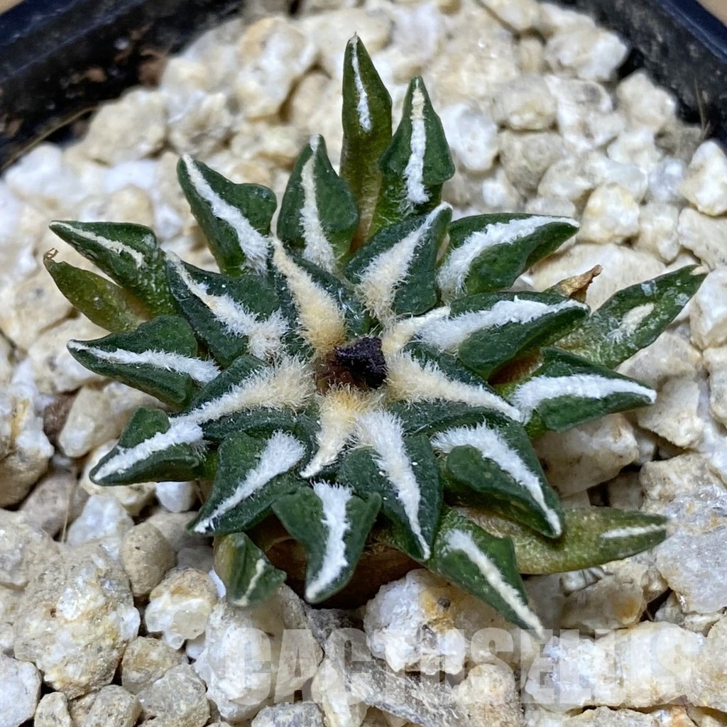 SH30144 Ariocarpus kotschoubeyanus v. macdowellii, own roots seedling