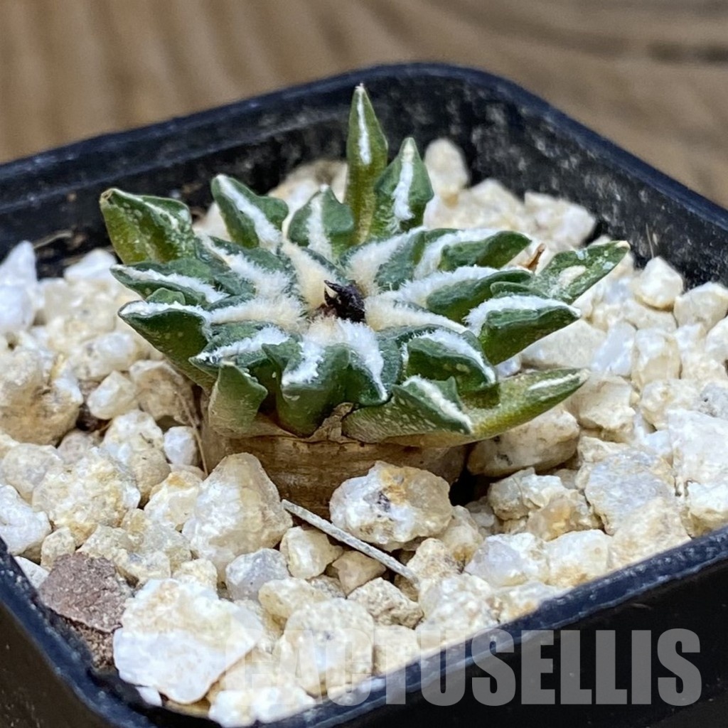 SH30144 Ariocarpus kotschoubeyanus v. macdowellii, own roots seedling - Image 2
