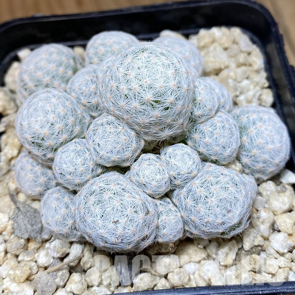 SH30146 Mammillaria humboldtii v. caespitosa