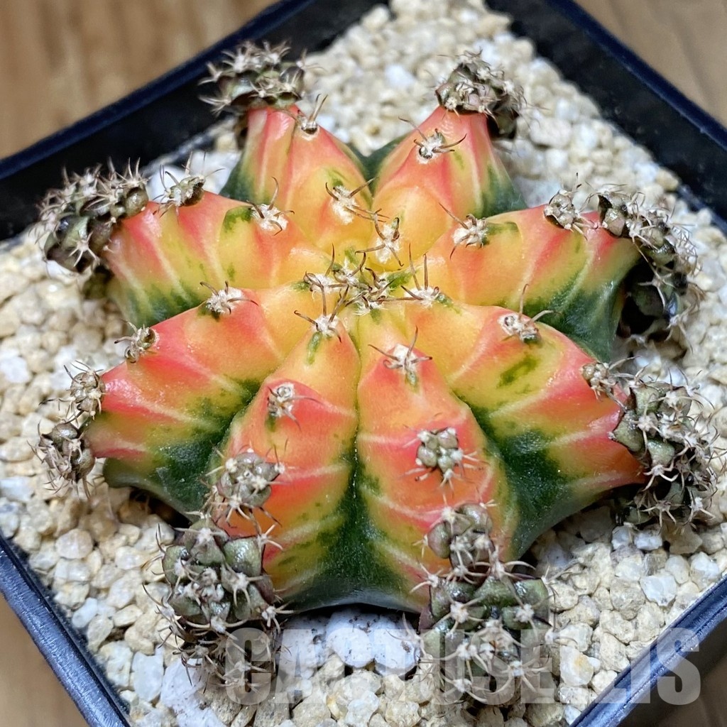 SH30150 Gymnocalycium mihanovichii ‘Red Chilli’