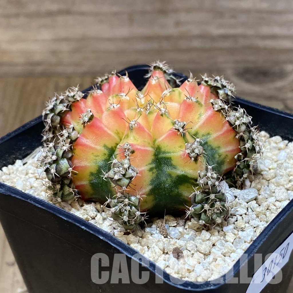 SH30150 Gymnocalycium mihanovichii ‘Red Chilli’ - Image 2