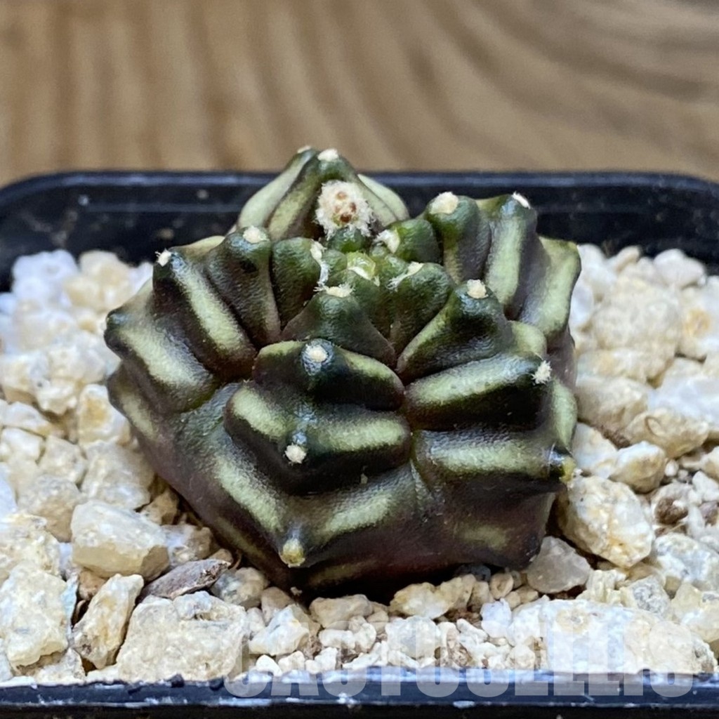 SH30151 Gymnocalycium mihanovichii ‘Mulberry’ - Image 2