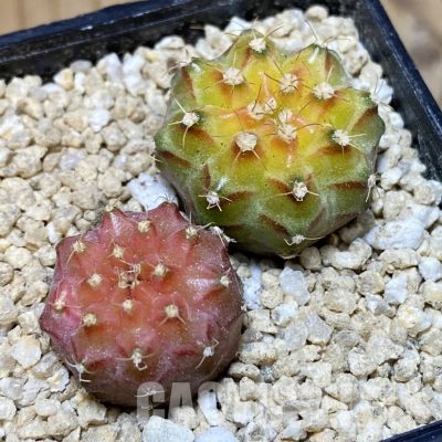 SH30153 ymnocalycium mihanovichii ‘Neon’ hybrid, 2 plants