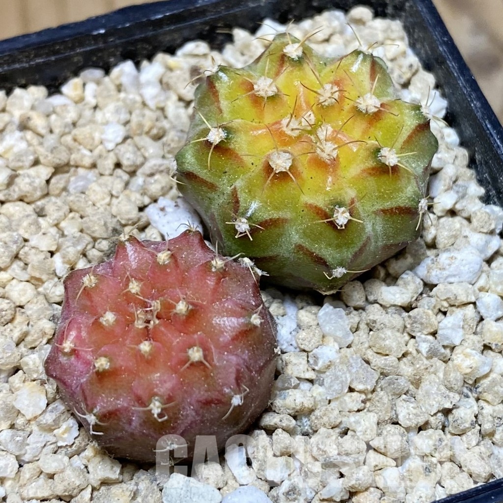 SH30153 ymnocalycium mihanovichii ‘Neon’ hybrid, 2 plants