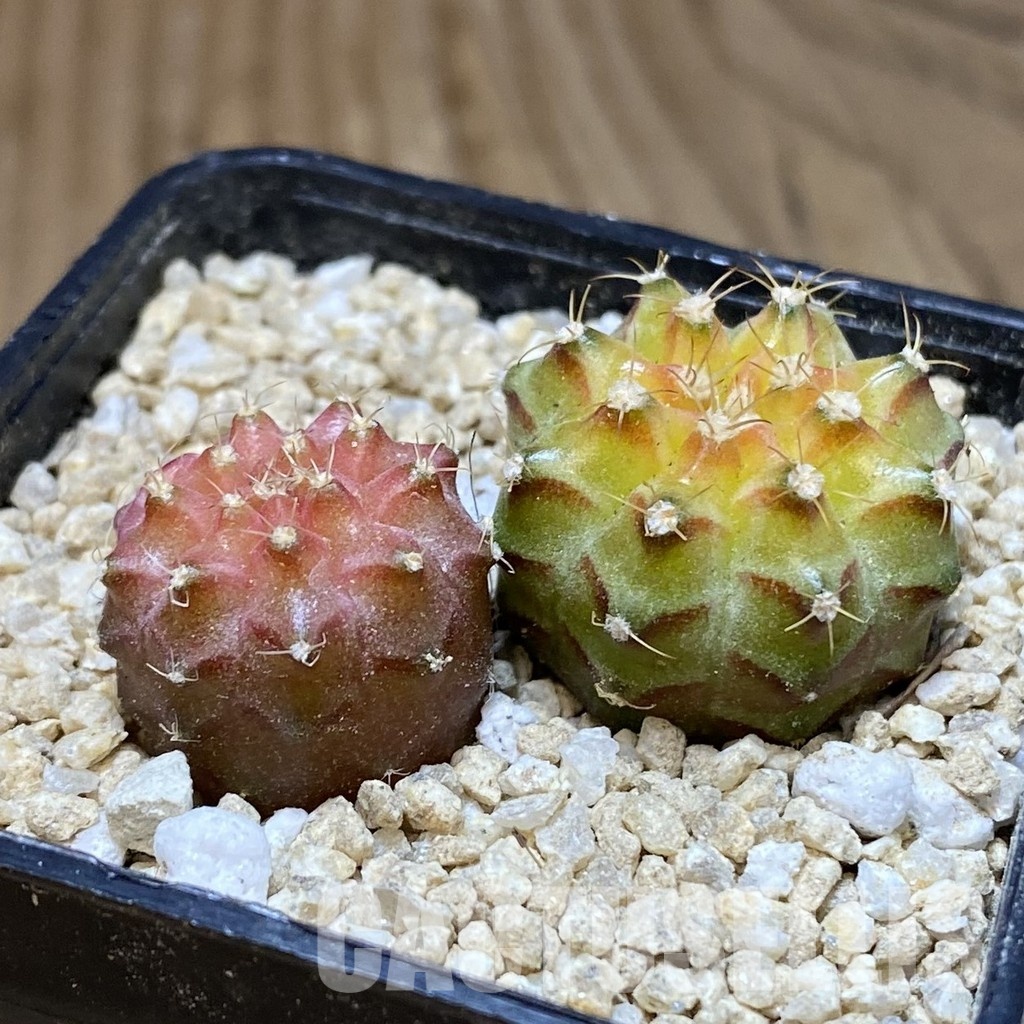 SH30153 ymnocalycium mihanovichii ‘Neon’ hybrid, 2 plants - Image 2