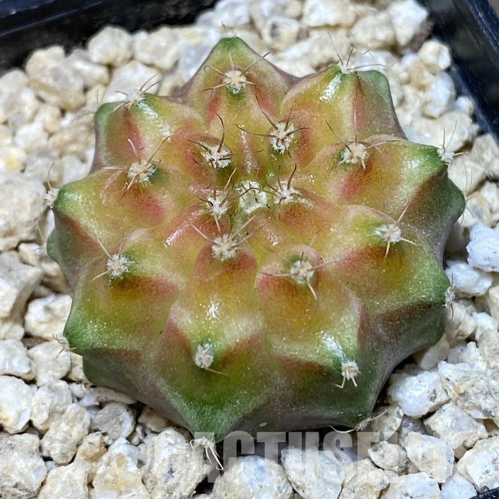 SH30155 ymnocalycium mihanovichii ‘Neon’ hybrid
