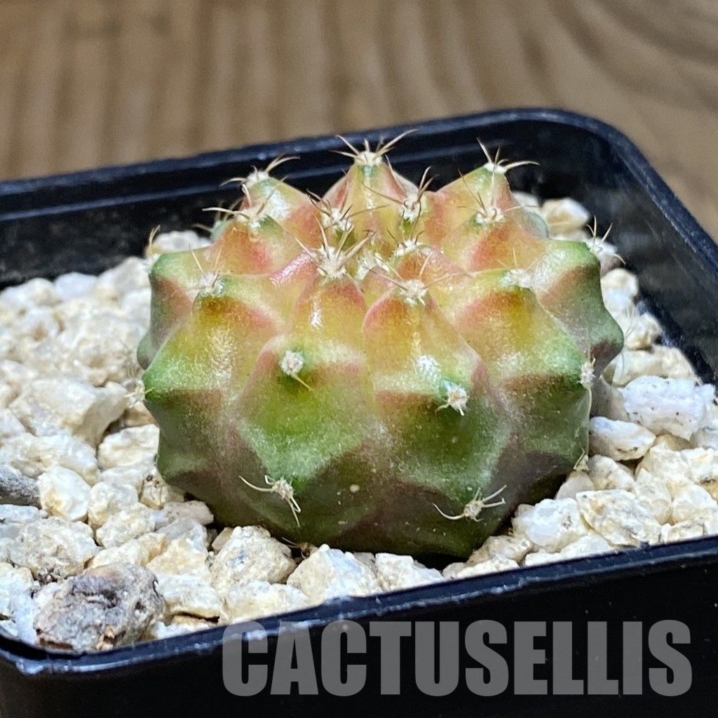 SH30155 ymnocalycium mihanovichii ‘Neon’ hybrid - Image 2