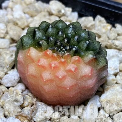 SH30157 Gymnocalycium mihanovichii ‘inermis’ f. variegata, seedling