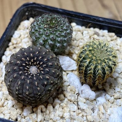 SH30164 Frailea mix