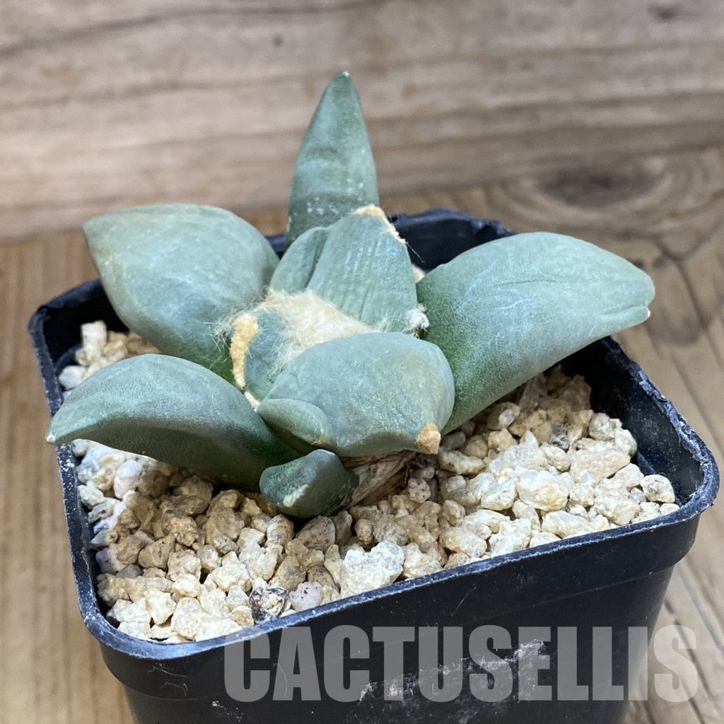 SH30139 Ariocarpus retusus 'Cauliflower' x Ariocarpus lloydii 'Latus', own roots seedling - Image 2