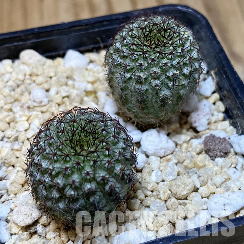 SH30165 Frailea chiquitana, seedling 2 plants