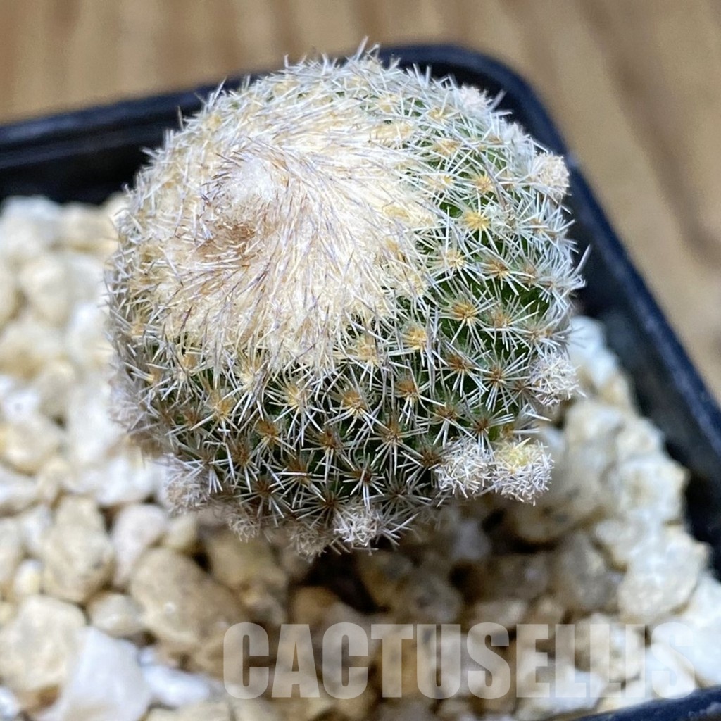 SH30166 Epithelantha micromeris v. polycephala