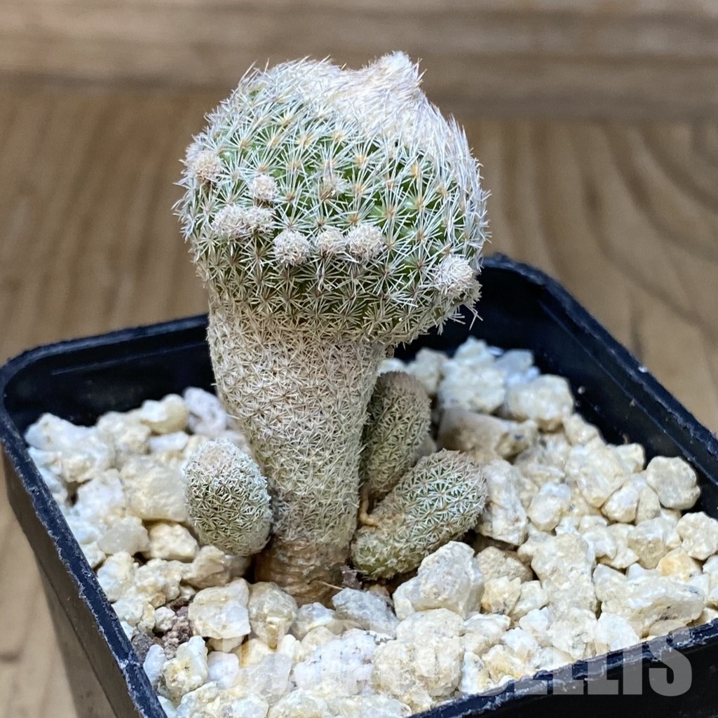 SH30166 Epithelantha micromeris v. polycephala - Image 2