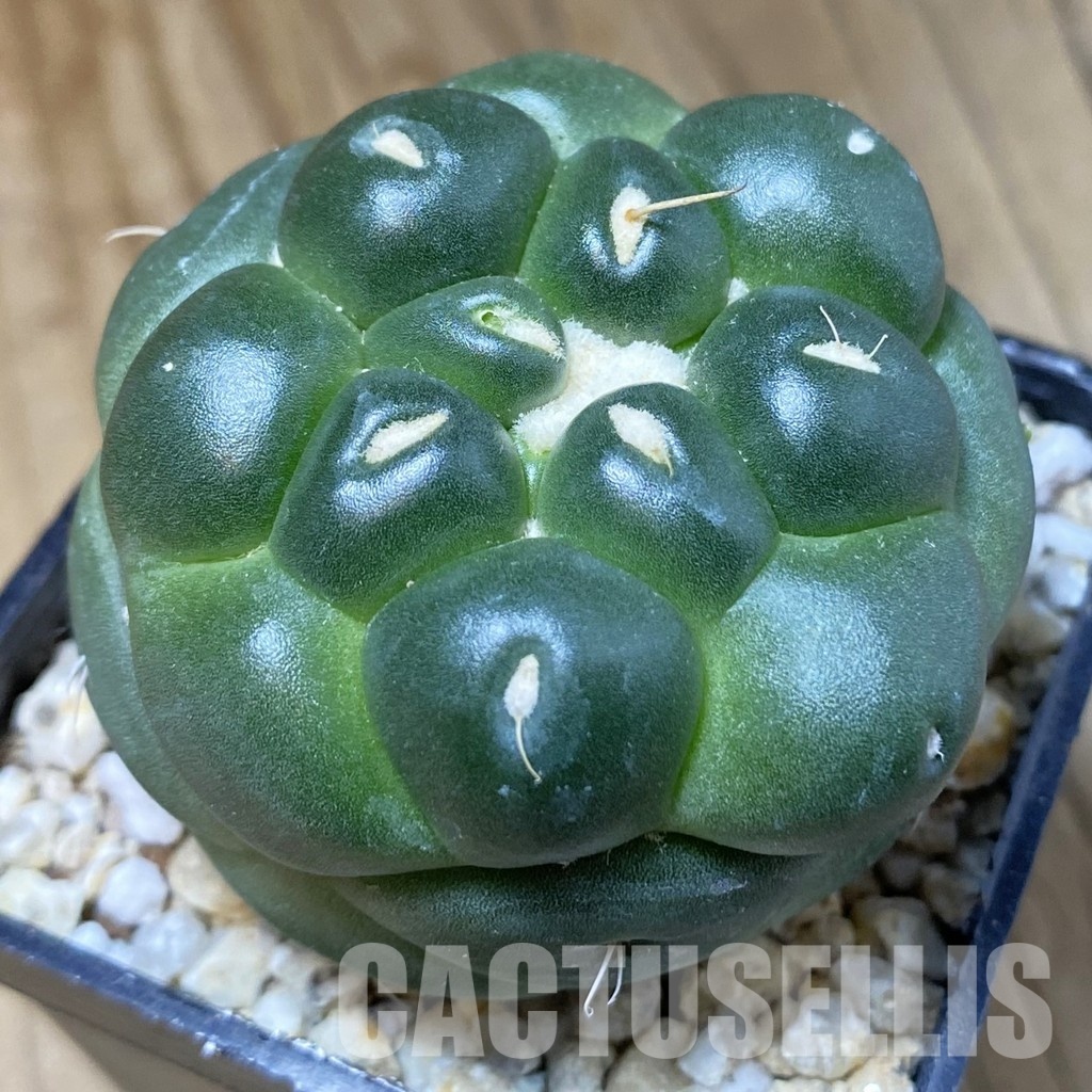SH30167 Coryphantha elephantidens ‘inermis’