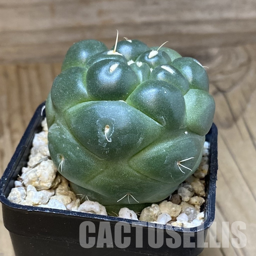 SH30167 Coryphantha elephantidens ‘inermis’ - Image 2