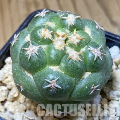 SH30168 Coryphantha elephantidens ‘Double Thorns’