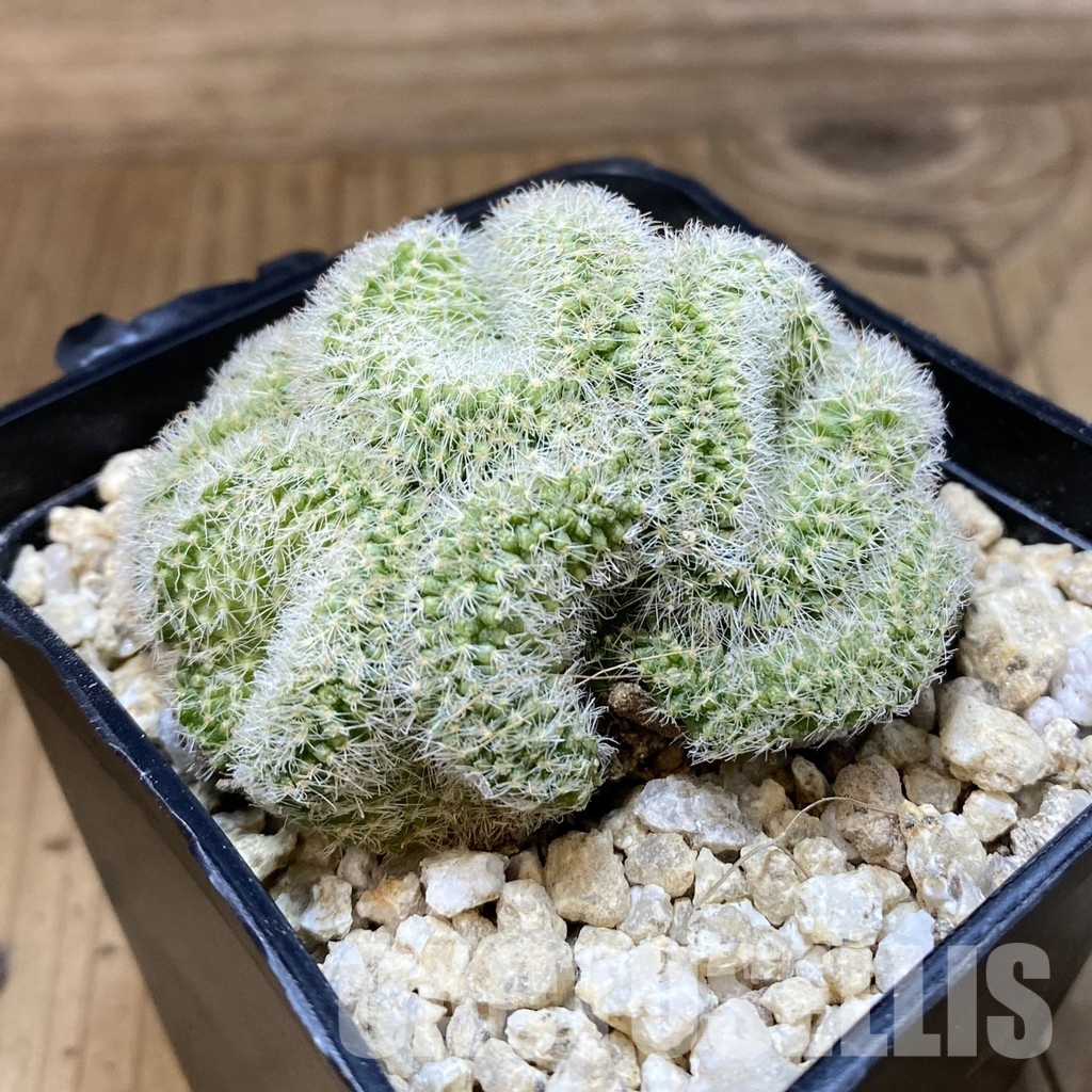 SH30284 Mammillaria spinosissima rubrispina f. cristata - Image 2