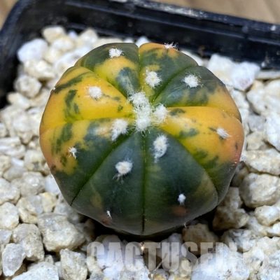 SH30312 Astrophytum asterias ‘Red Purple Skin’ f. variegata