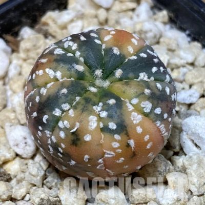 SH30313 Astrophytum asterias ‘Red Purple Skin’ f. variegata