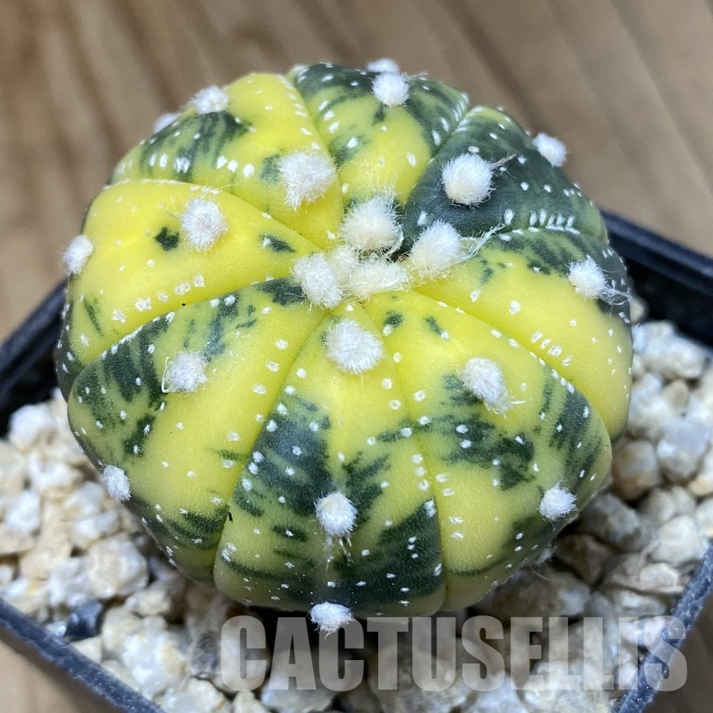 SH30315 Astrophytum asterias f. variegata