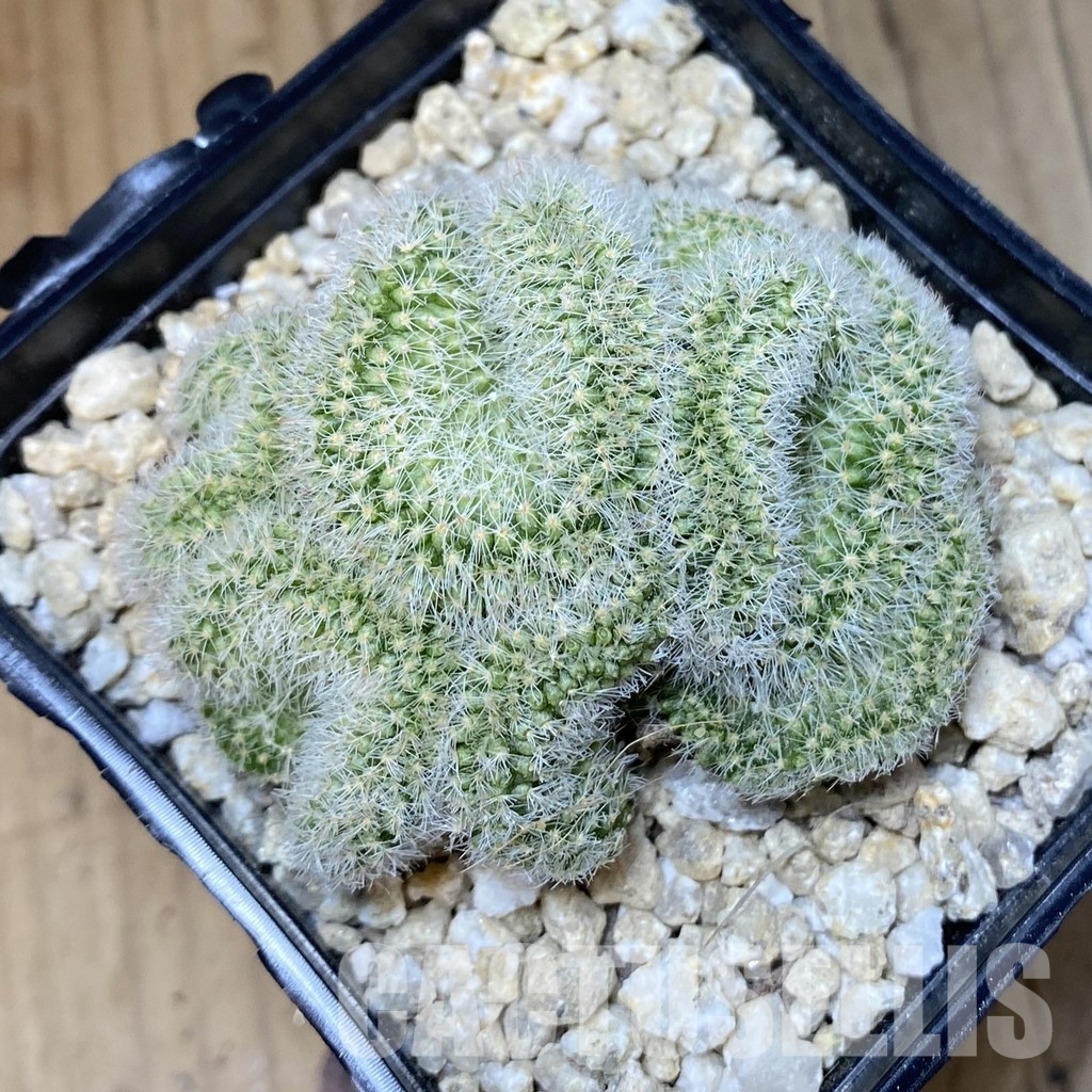SH30284 Mammillaria spinosissima rubrispina f. cristata - Image 3