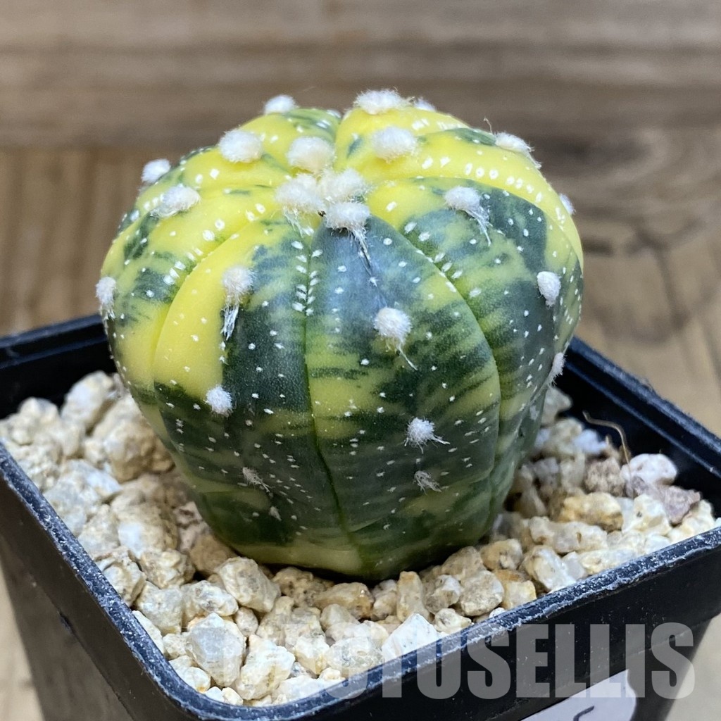 SH30315 Astrophytum asterias f. variegata - Image 2