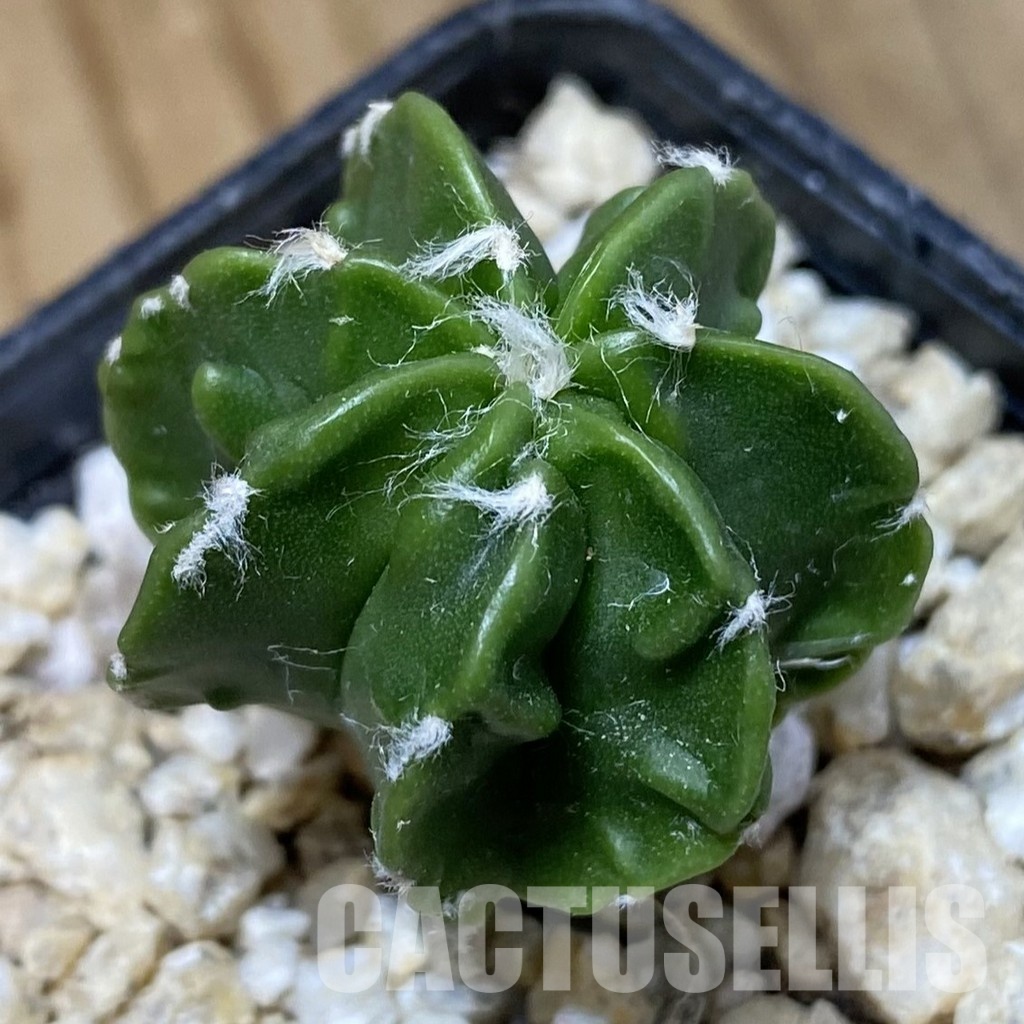 SH30317 Astrophytum myriostigma ‘Fukuryu’