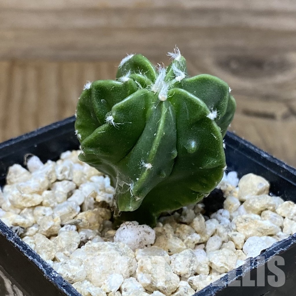 SH30317 Astrophytum myriostigma ‘Fukuryu’ - Image 2