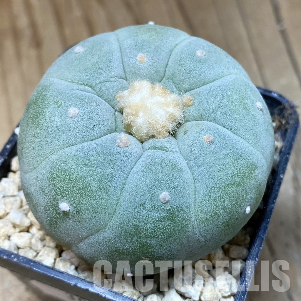 SH30321 Anhalonium frichii ‘Yatagai’, seedling, own roots