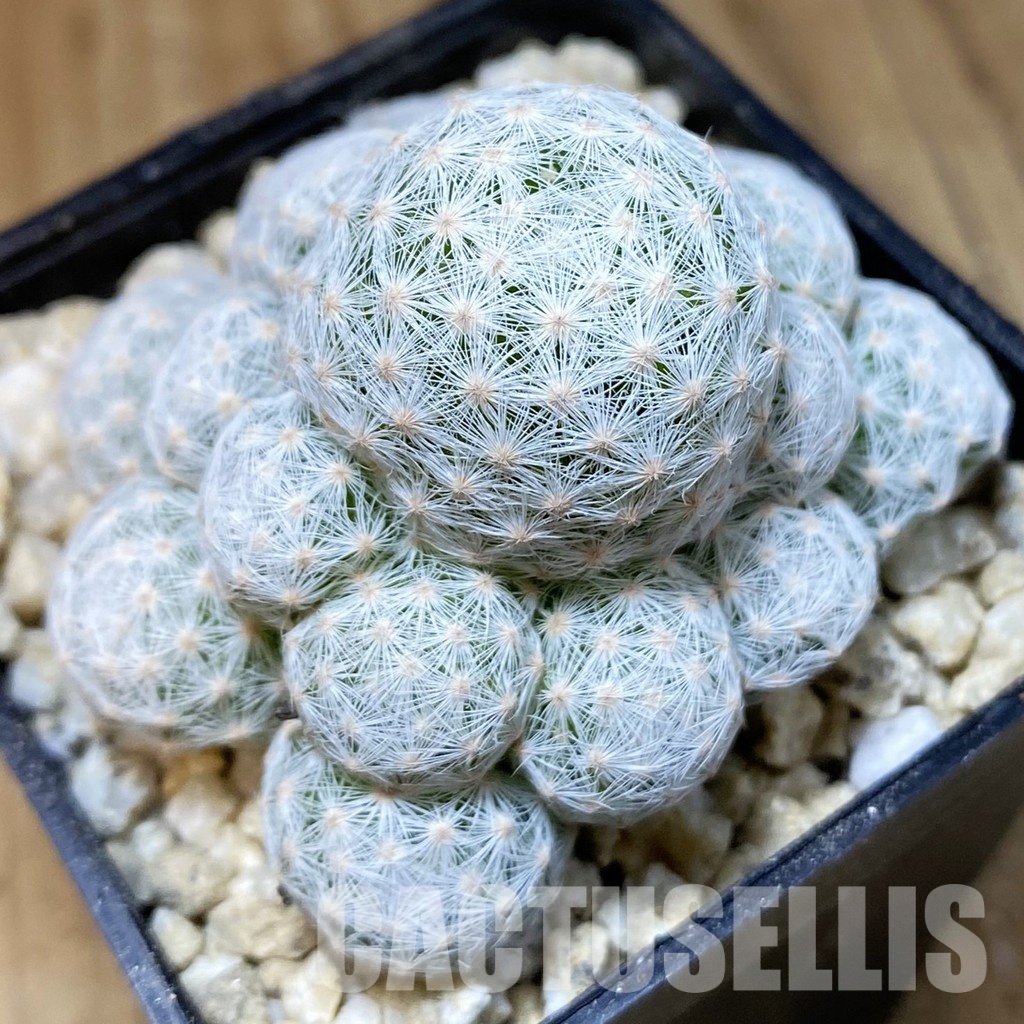 SH30285 Mammillaria humboldtii v. caespitosa
