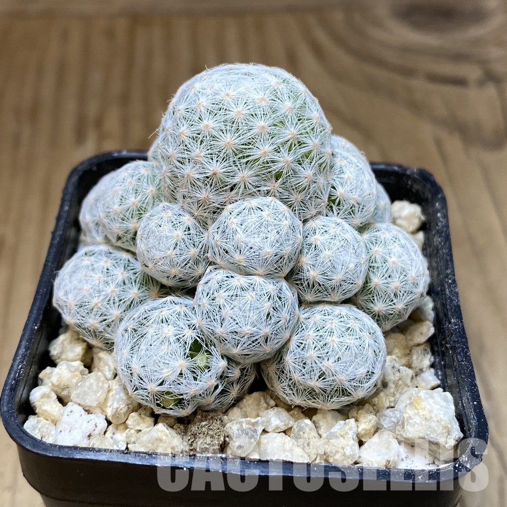 SH30285 Mammillaria humboldtii v. caespitosa - Image 2