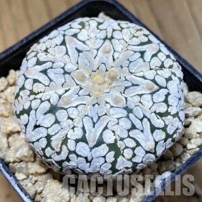 SH30327 Astrophytum asterias ‘Super Kabuto’ V-type