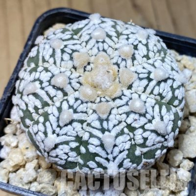 SH30331 Astrophytum asterias ‘Super Kabuto’ V-type