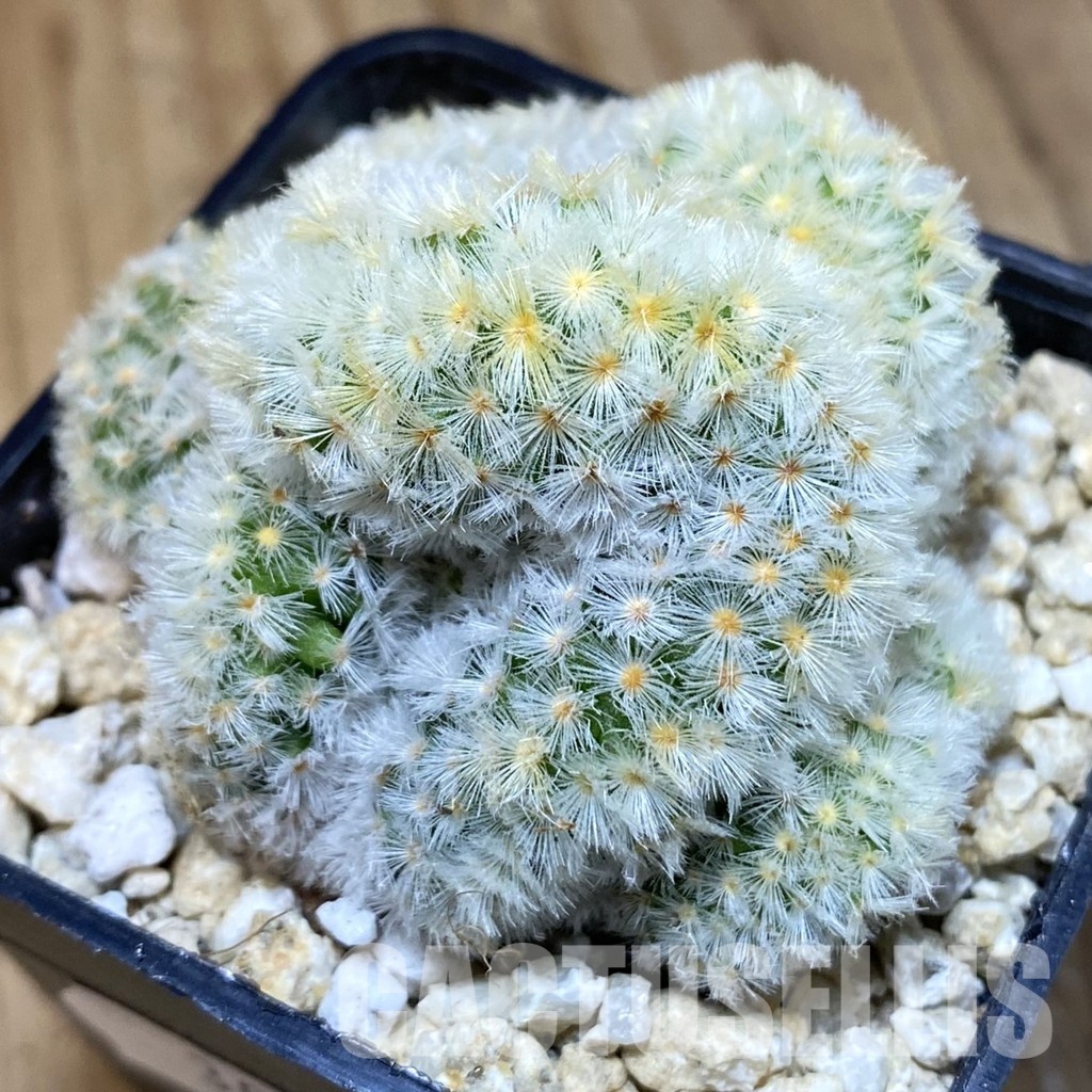 SH30286 Mammillaria carmenae f. cristata