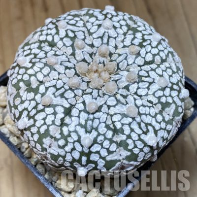 SH30333 Astrophytum asterias ‘Super Kabuto’ V-type