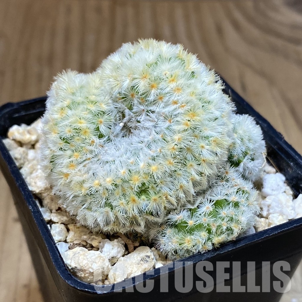 SH30286 Mammillaria carmenae f. cristata - Image 2