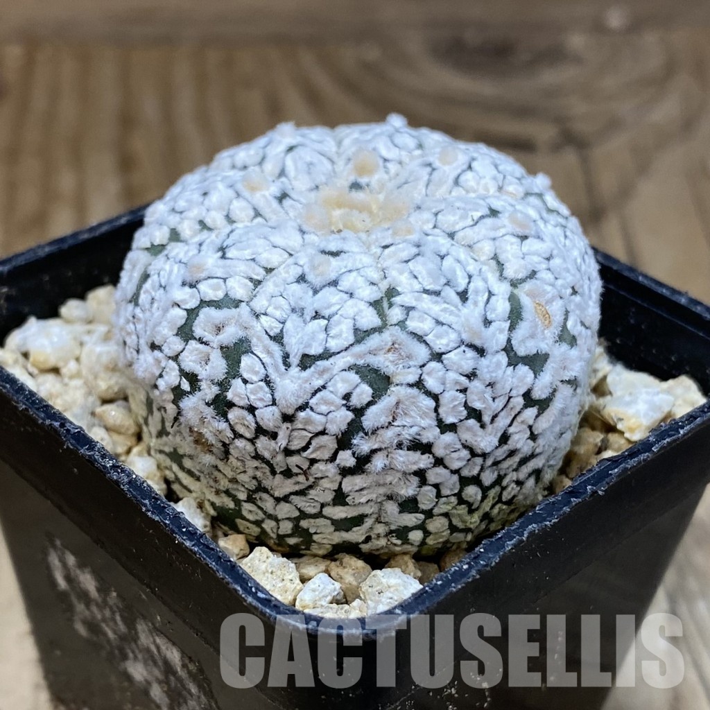 SH30335 Astrophytum asterias ‘Super Kabuto’’Snow’ V-type - Image 2