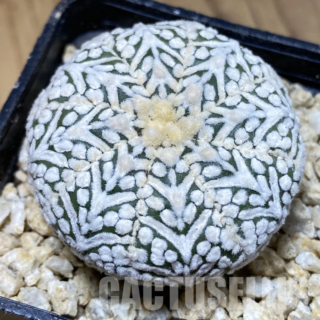SH30336 Astrophytum asterias ‘Super Kabuto’ V-type