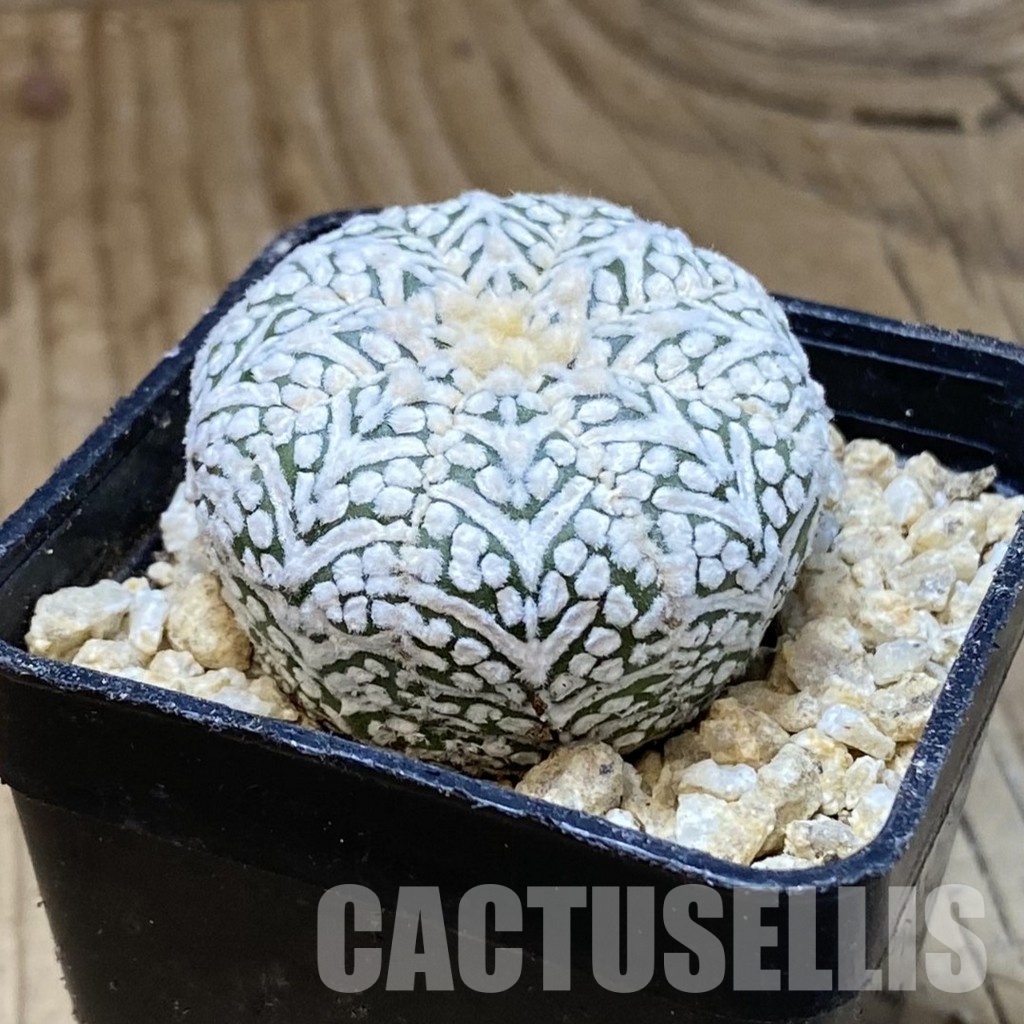 SH30336 Astrophytum asterias ‘Super Kabuto’ V-type - Image 2