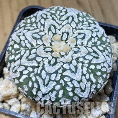 SH30339 Astrophytum asterias ‘Super Kabuto’ V-type f. nudum