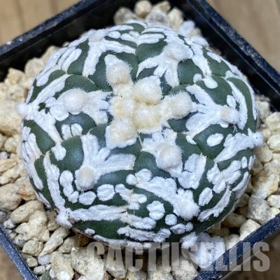 SH30340 Astrophytum asterias ‘Super Kabuto’ V-type f. nudum, 6-ribs