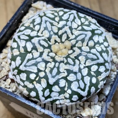 SH30341 Astrophytum asterias ‘Super Kabuto’ V-type f. nudum