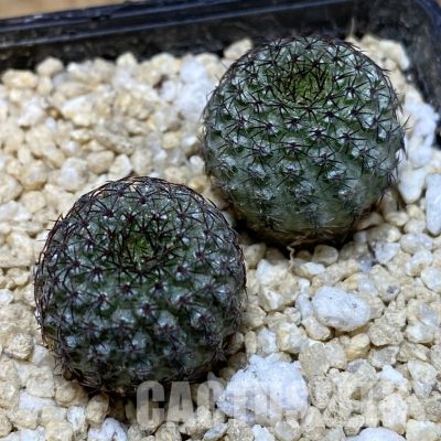 SH30287 Frailea chiquitana, seedling 2 plants