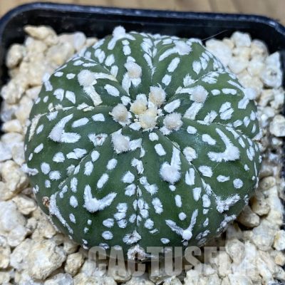 SH30342 Astrophytum asterias ‘Super Kabuto’ V-type f. nudum