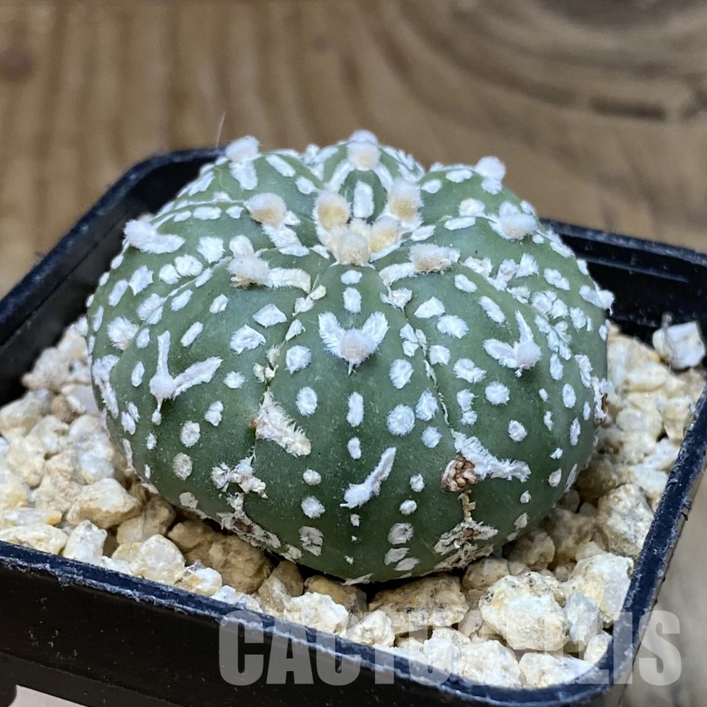 SH30342 Astrophytum asterias ‘Super Kabuto’ V-type f. nudum - Image 2