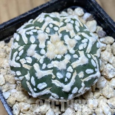 SH30343 Astrophytum asterias ‘Super Kabuto’ V-type f. nudum