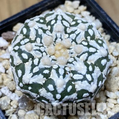 SH30344 Astrophytum asterias ‘Super Kabuto’ V-type f. nudum