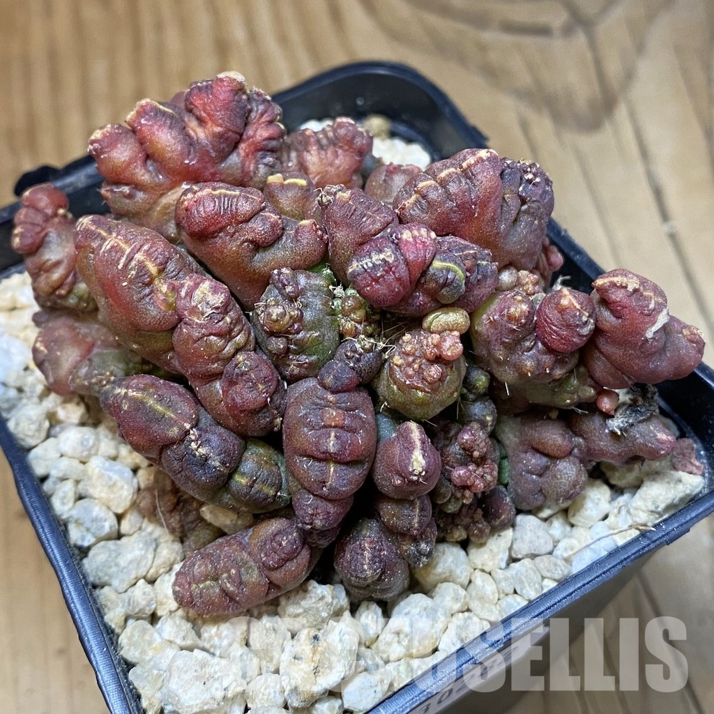 SH30282 Echinopsis ‘Chocolate’ f. cristata