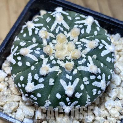 SH30347 Astrophytum asterias ‘Super Kabuto’ V-type f. nudum